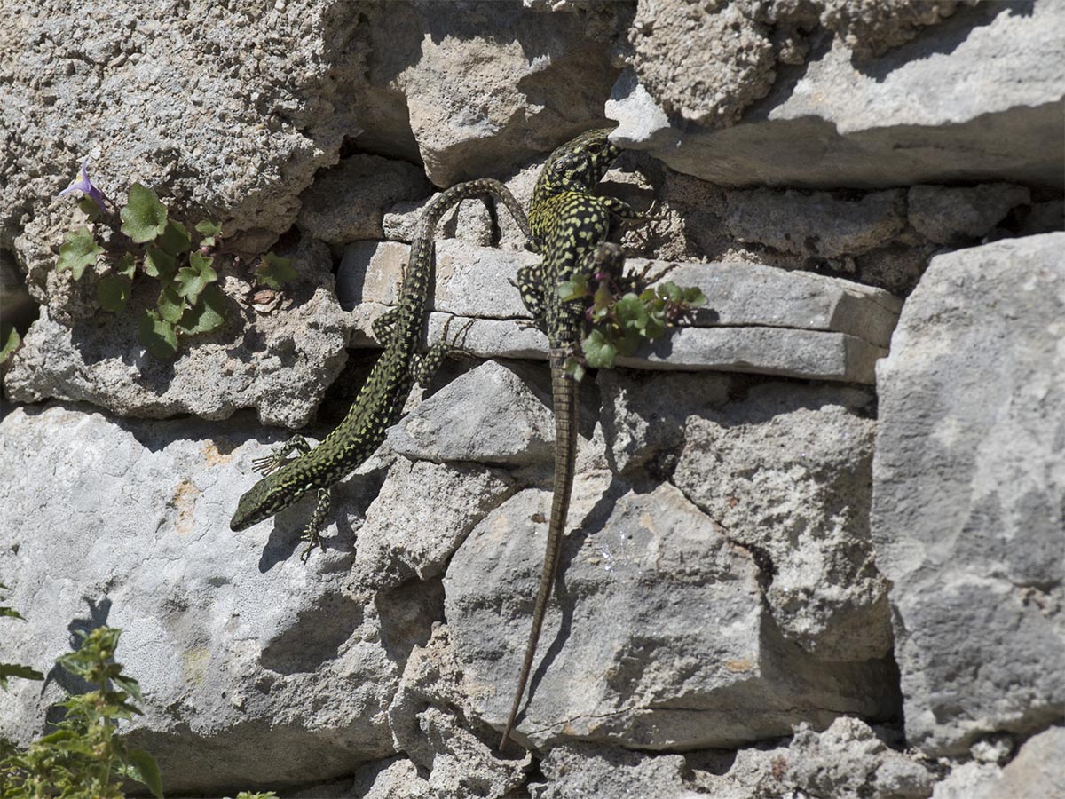 Podarcis muralis